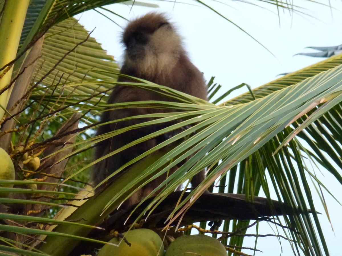 Emildale Villa Wadduwa Bagian luar foto